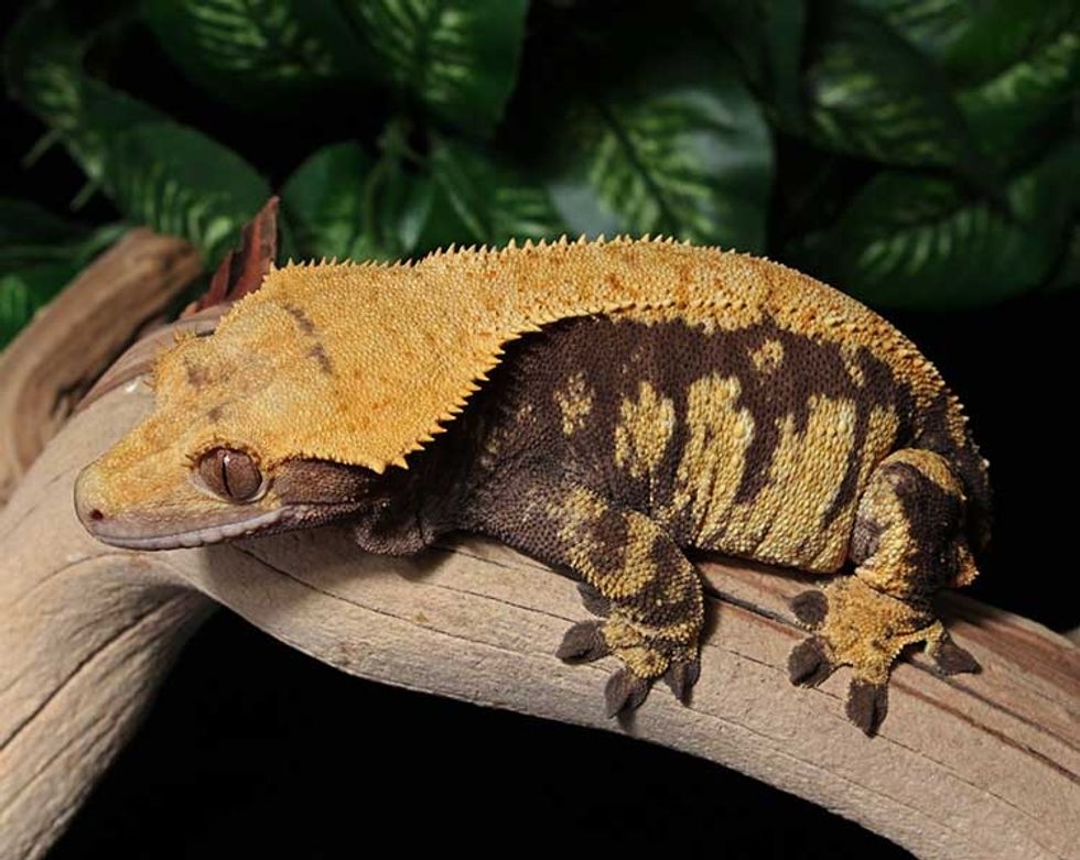 12 Reasons Why Crested Geckos Make Great Pets