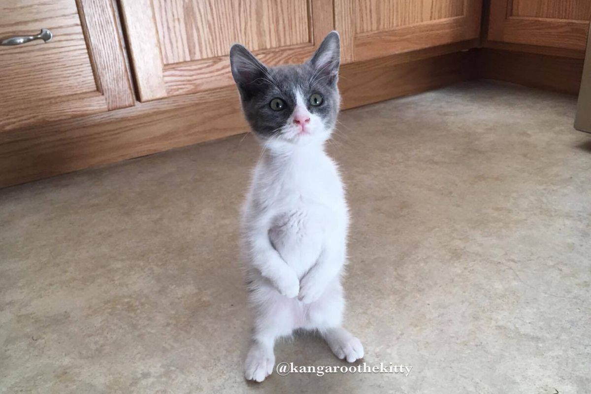 Kitten With "Bunny" Paws Steals Everyone's Heart With Her Spirit, 2 Months After Rescue..