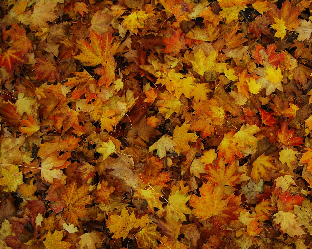 10 Things Everyone Loves About Fall