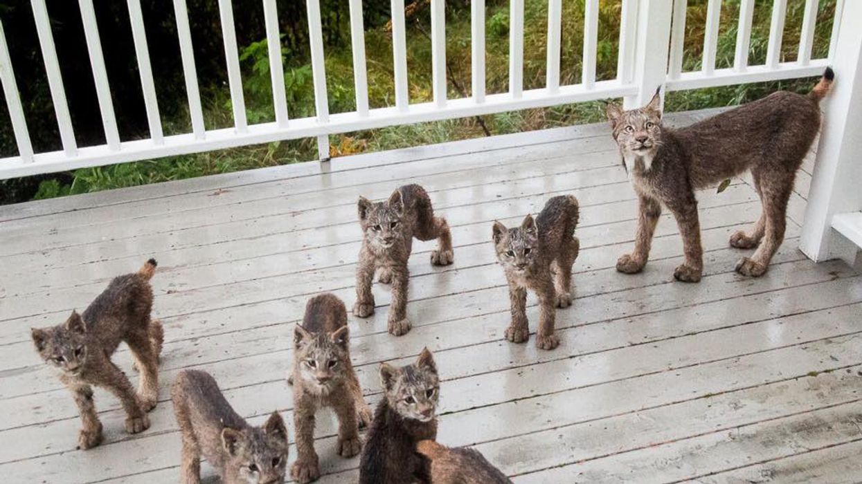 Rescued bobcats, who lost their mother, return to wild, Paws