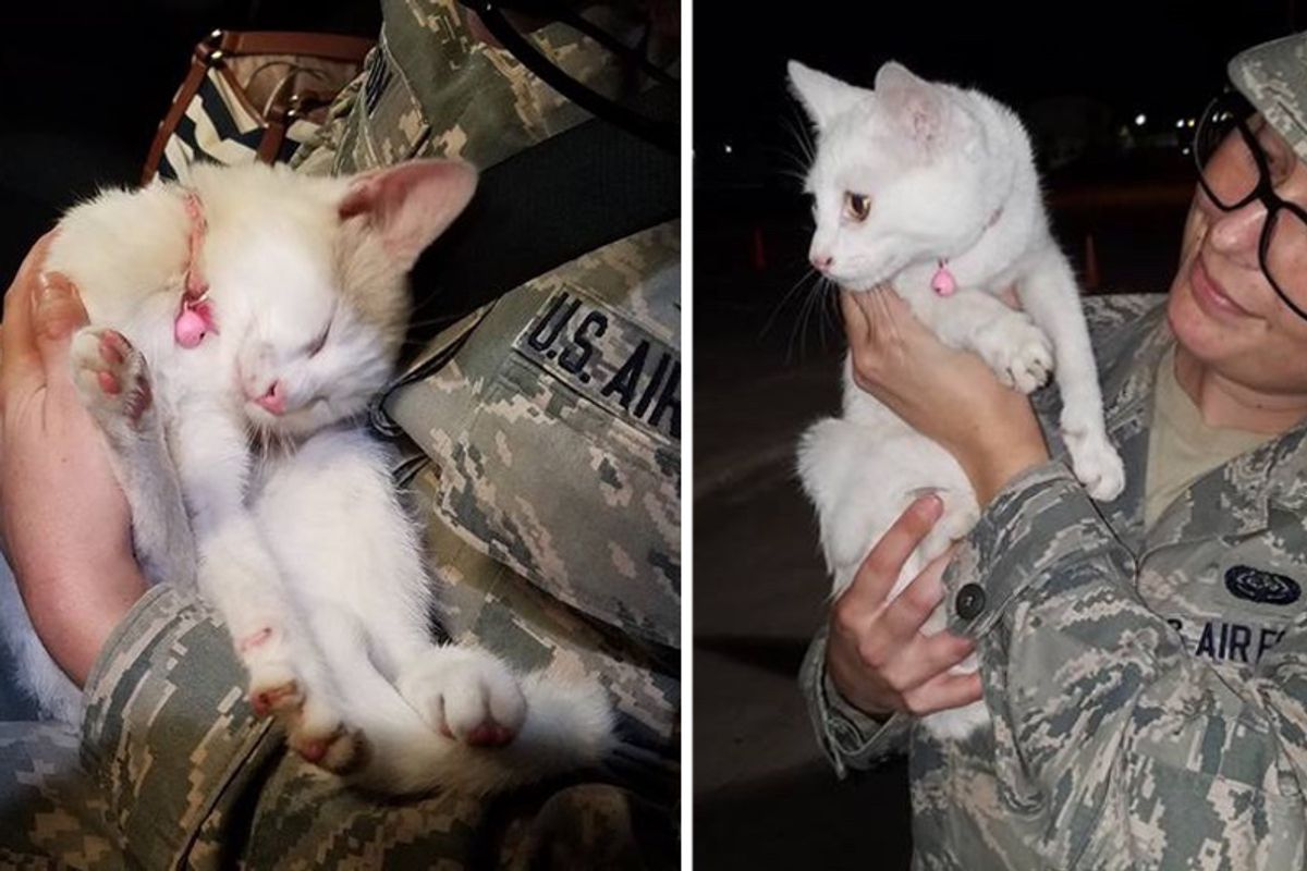 Lost Kitty Walks Up to Airman and Asks Her to Help Her Get Home..