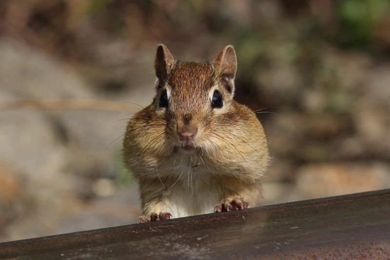 chipmunk facies chipmunk facies