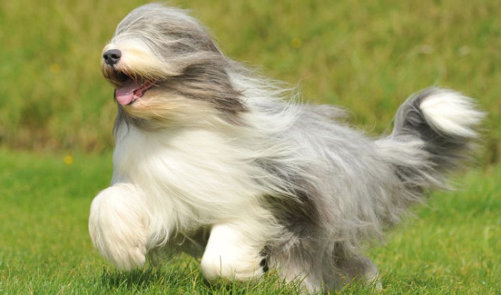 The 19 Weirdest Dog Breeds In The World