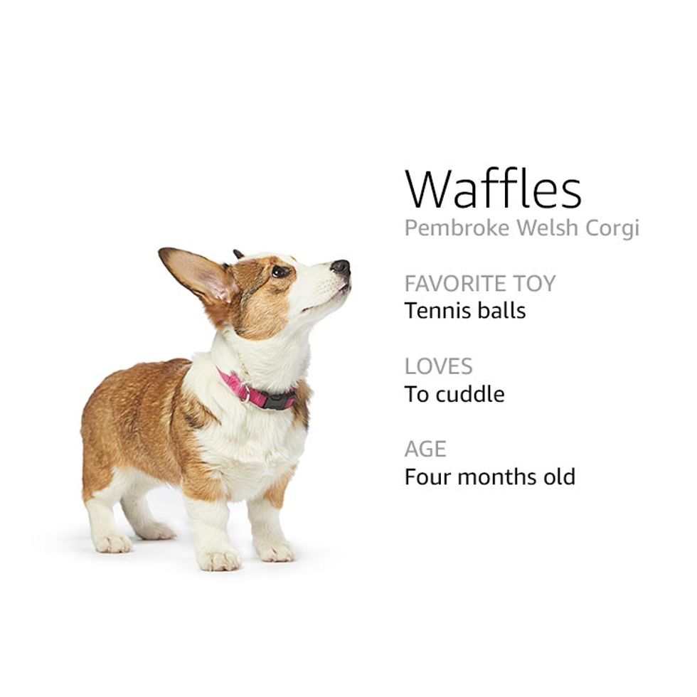 Meet Amazon's 4,000 Dogs