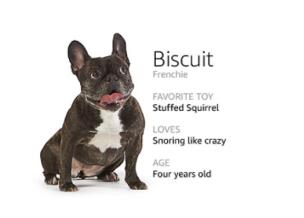 Meet Amazon's 4,000 Dogs