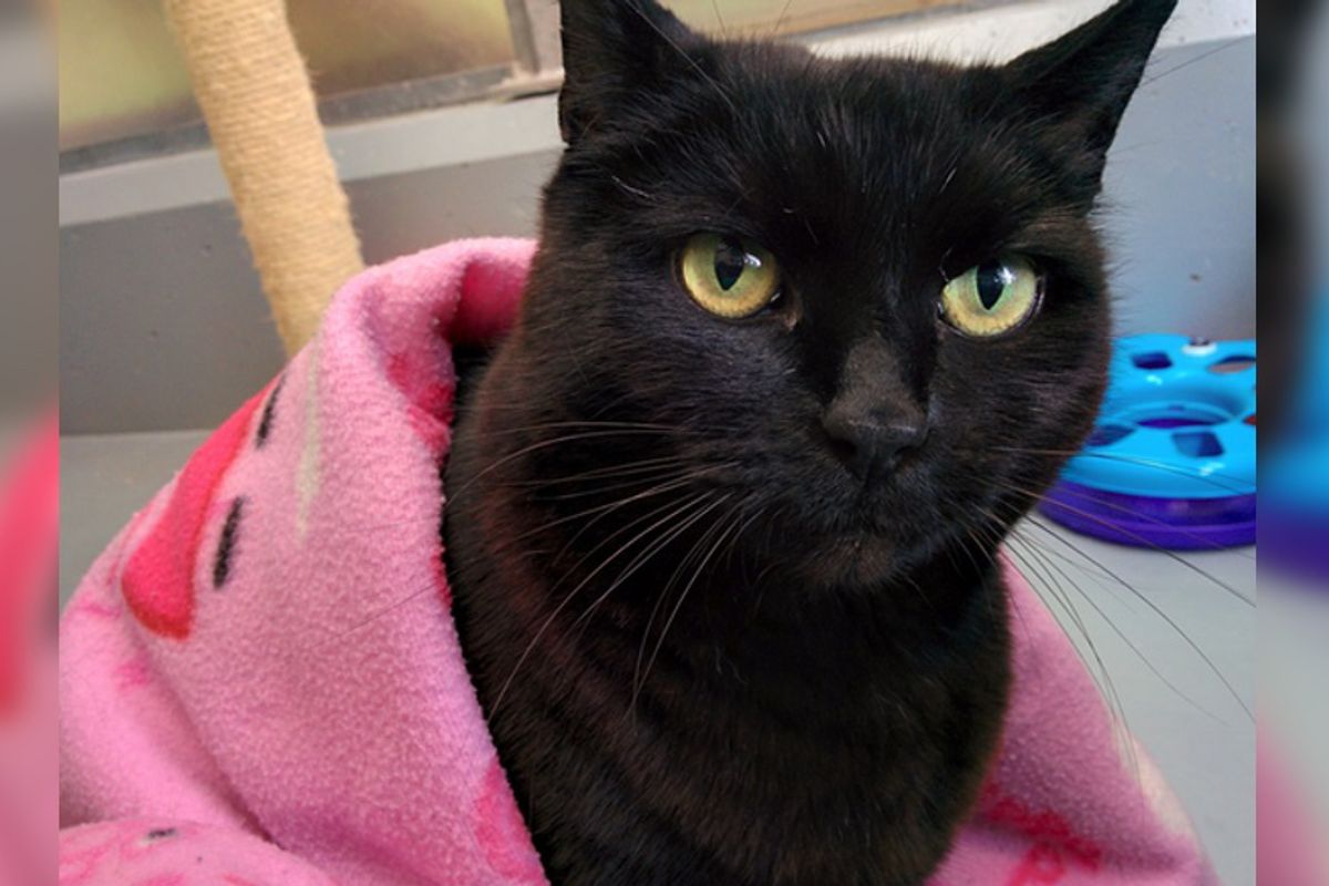 Senior Cat Can’t Bear To Be Apart From Her Peppa Pig Blanket, Insists to Be Adopted with Her “Best Friend”