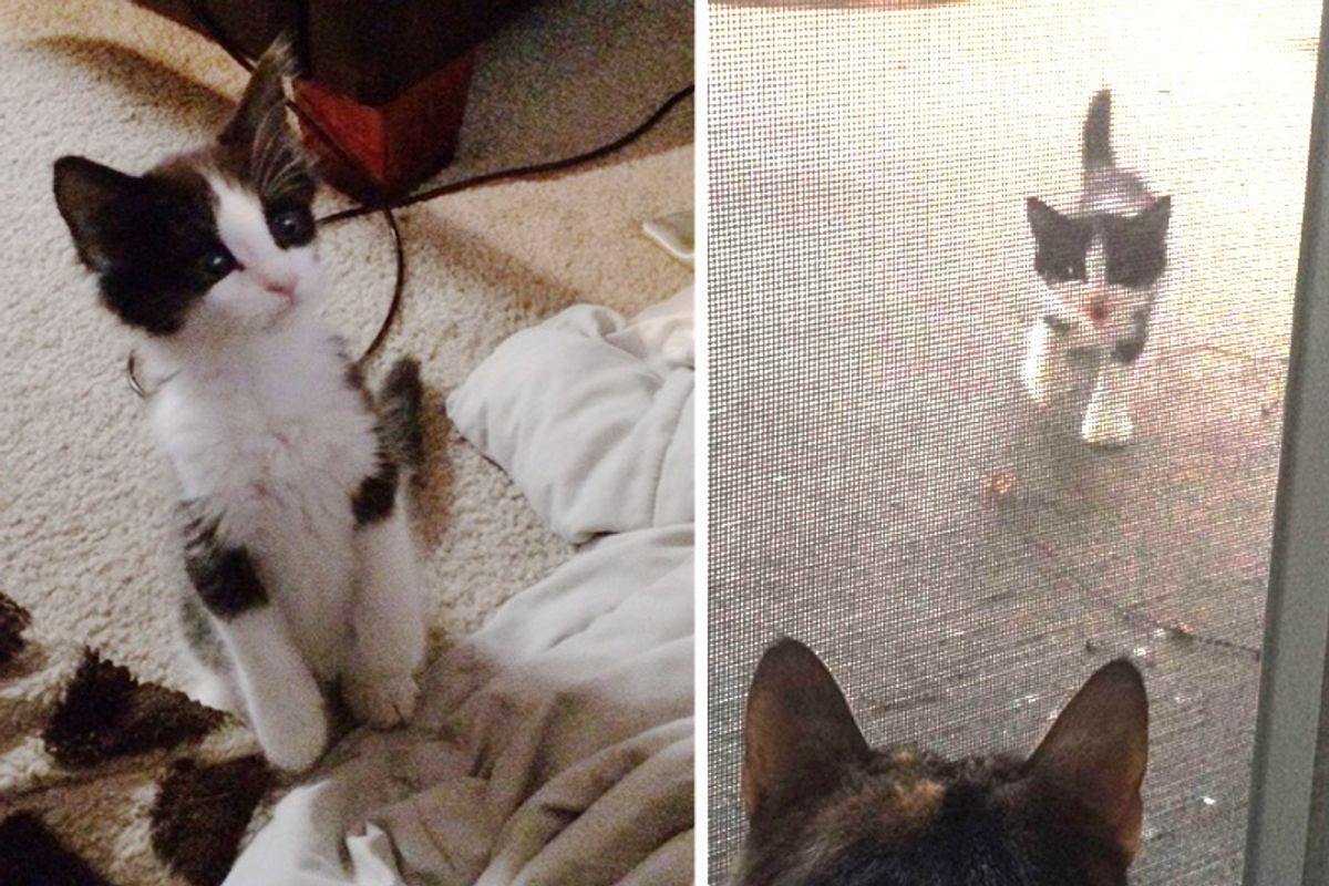 Stray Kitten Shows Up on Patio, Meowing to Open the Door, Now 2 Years Later..