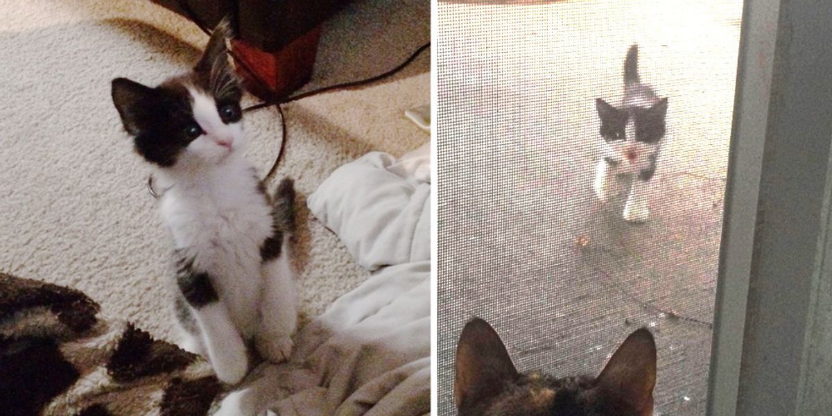 Stray Kitten Shows Up on Patio, Meowing to Open the Door, Now 2 Years