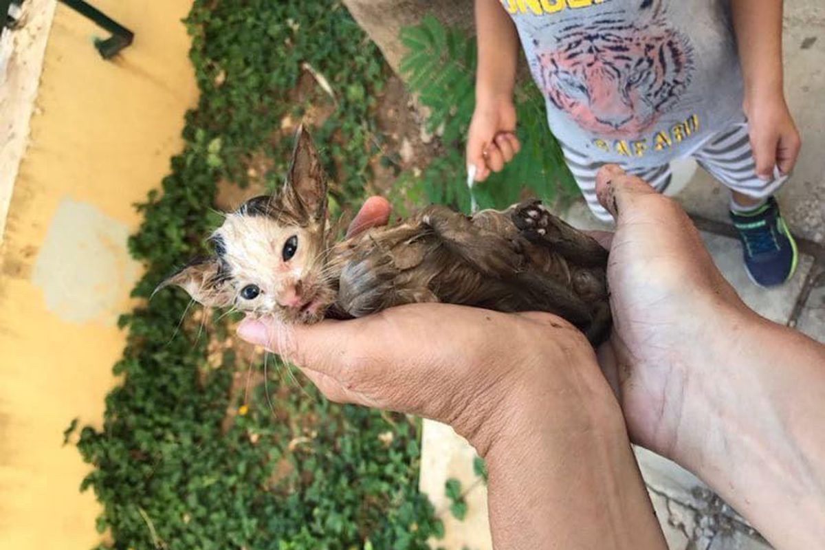 Woman Saves Drowning Kitten Clinging to Gutter, What a Difference One Day Makes!