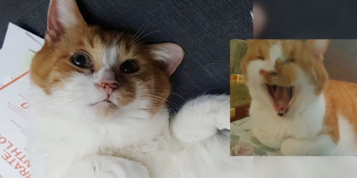 Senior Cat Can't Contain His Joy When He Finds Home After 10 Years in