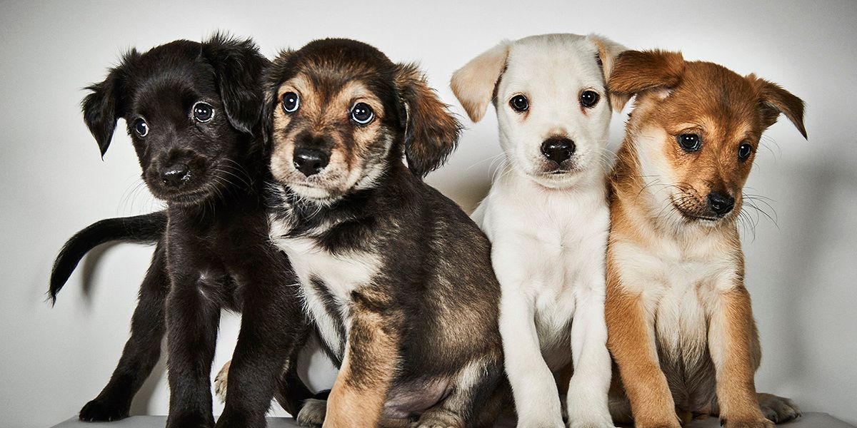 Richard Phibbs Shoots Portraits of Dogs and Cats Up For Adoption After Losing Their Homes In Hurricane Harvey