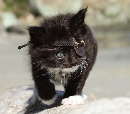 cat eye patch