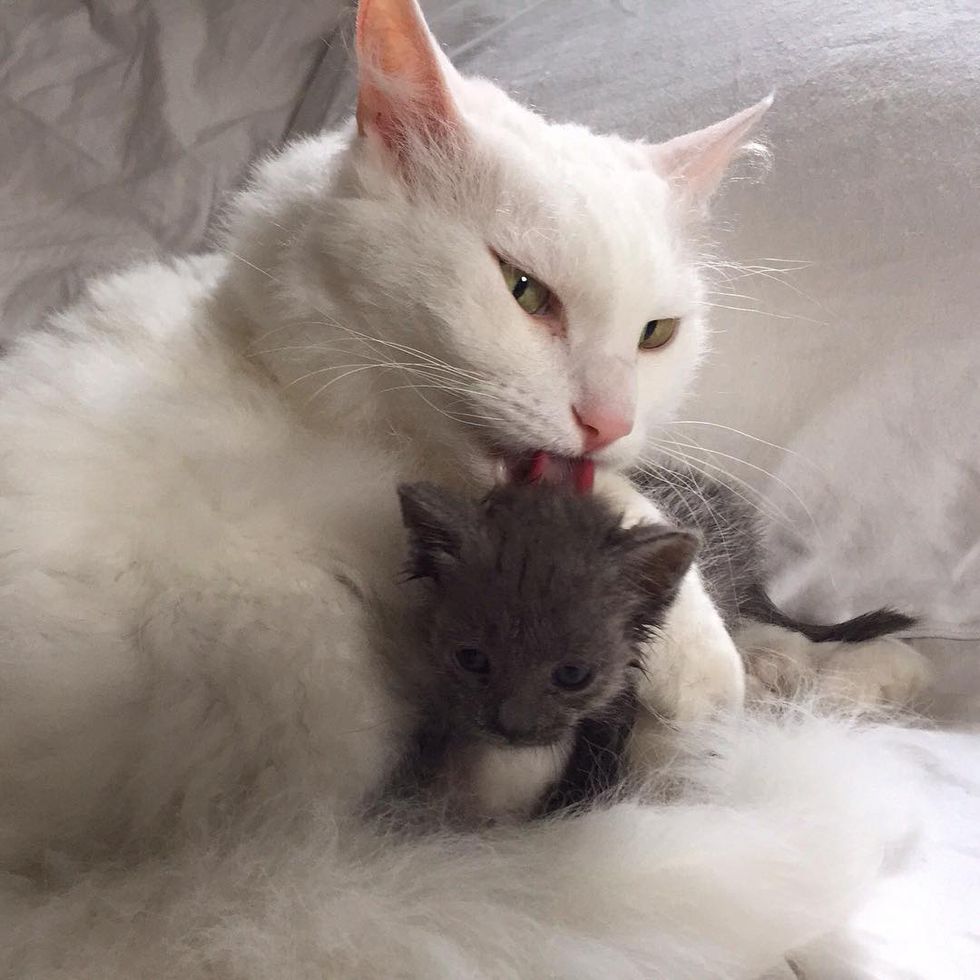 Man Becomes Dad To Runty Kitten and Raises Her Into Shoulder Cuddler ...