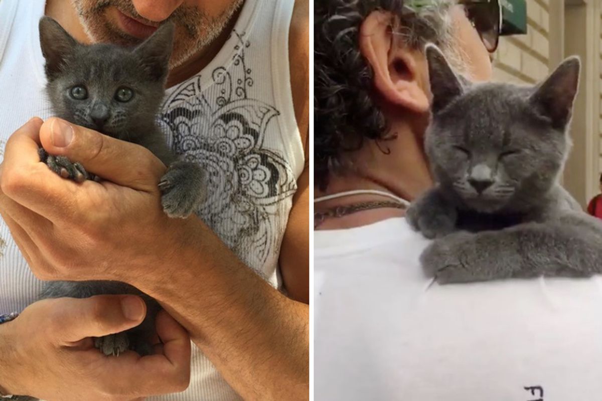 Man Becomes Dad To Runty Kitten and Raises Her Into Shoulder Cuddler, Now 2 Years Later...