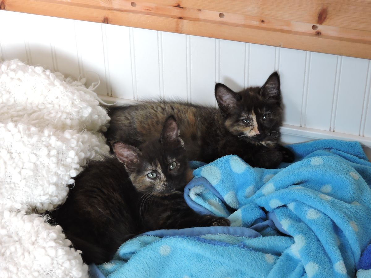 Meet The Cats We Couldn't Separate