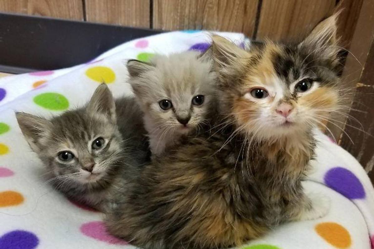 Two Sister Kittens Become Family to Tinier Orphaned Kitten So She Won't Be Alone