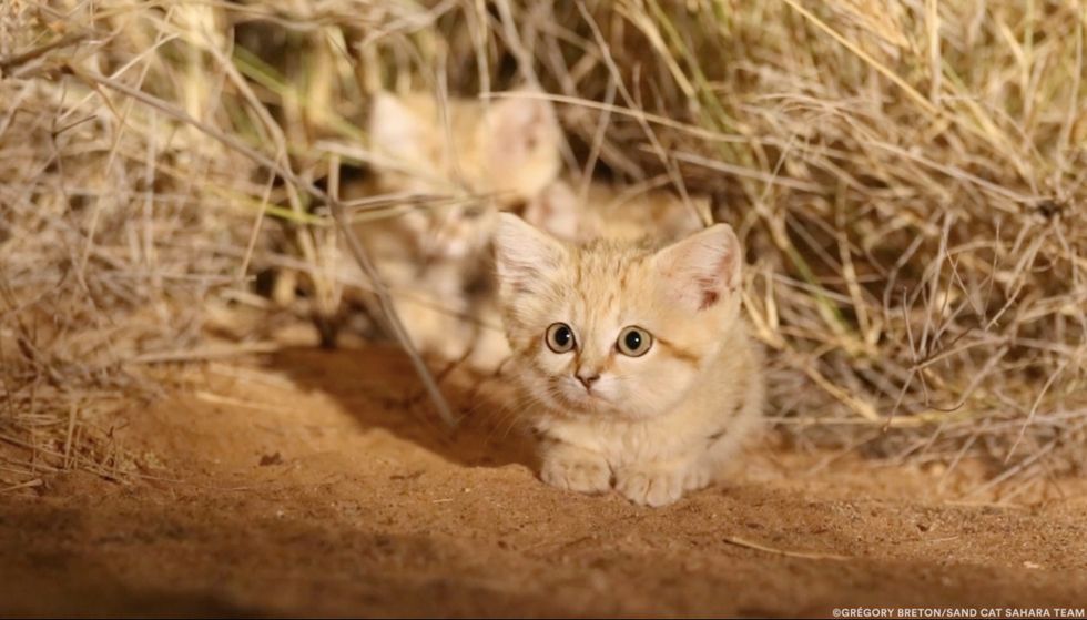 Sand Cat Kittens Spotted In The Wild For First Time And Captured On Camera Love Meow