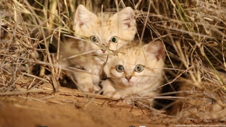 1S.Spectacular First Glimpse: Sand Cat Kittens, in the Moroccan Sahara ...