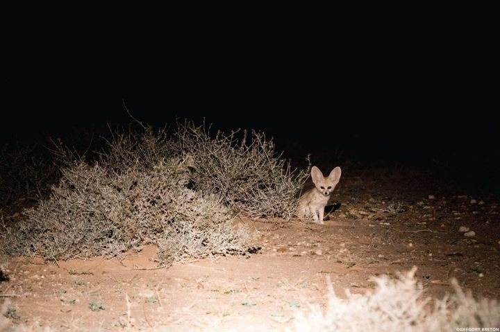 1S.Spectacular First Glimpse: Sand Cat Kittens, in the Moroccan Sahara ...