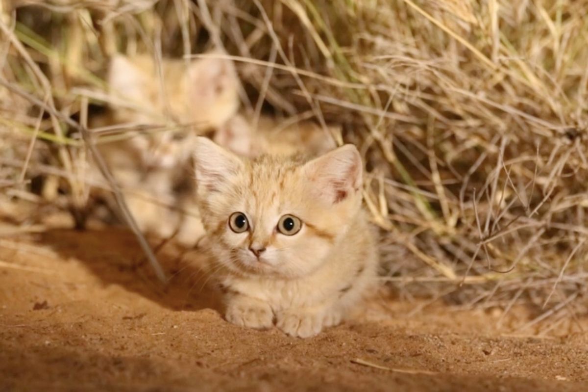 Sand Cat Kittens Spotted in the Wild for First Time and Captured on Camera