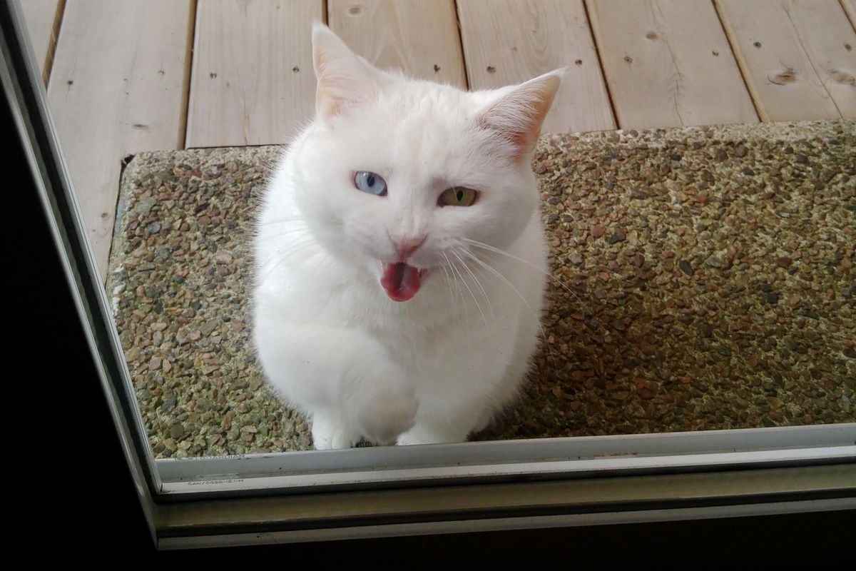 Cat Visits Her Neighbor Every Day For Treats and Pets For Over a Year in These Adorable Photos