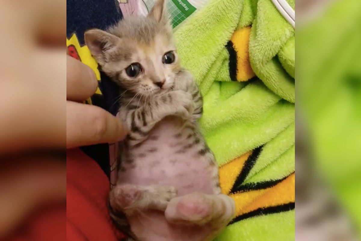 Kitten Born with 'Pretzel' Legs Surprises Her Rescuer With Her Incredible Fight to Live