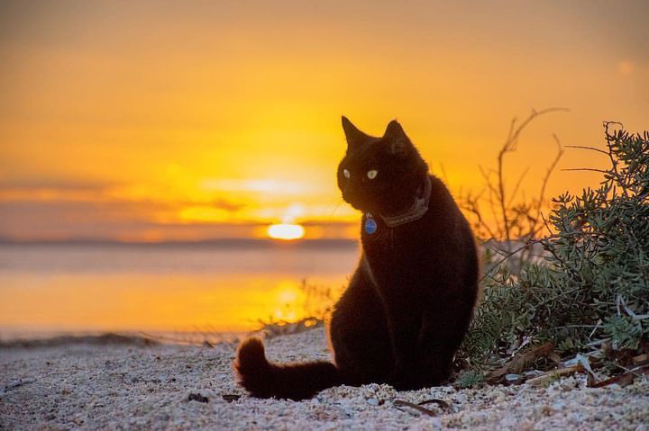 Man Left His Job, Sold Everything to Travel With Cat Who Rescued Him During Toughest Time