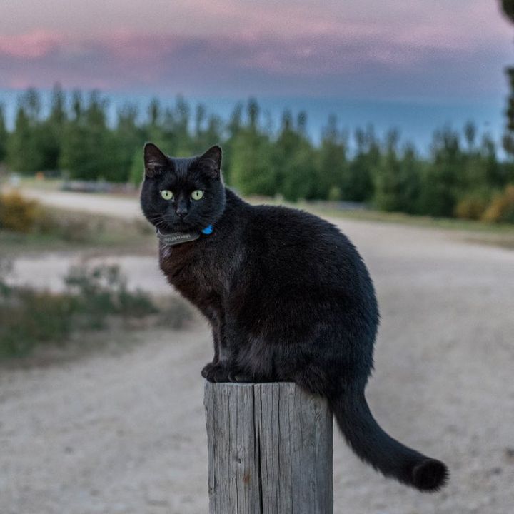 Man Left His Job, Sold Everything to Travel With Cat Who Rescued Him During Toughest Time