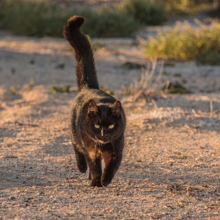 Man Left His Job, Sold Everything to Travel With Cat Who Rescued Him During Toughest Time