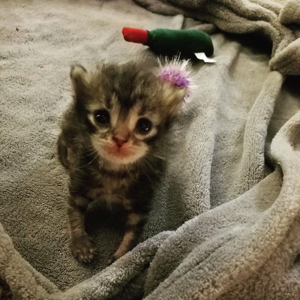 Tiny Kitten Found Under Jacuzzi Fought Hard to Live and Grew Into a ...