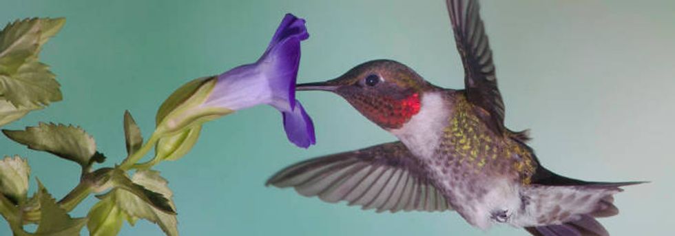 Essay: Tracking a hummingbird's arrival, for fun and science.