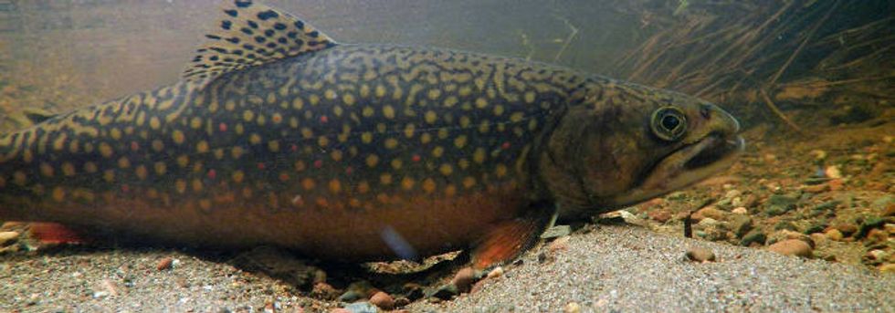 Warming rivers threaten iconic Michigan fish.