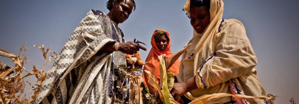 Climate change could slash staple crops.