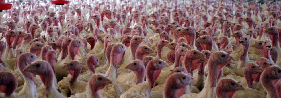 How closely did you follow environmental news this year?