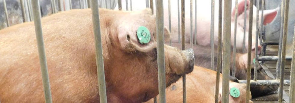 Carbon dioxide may worsen hog farmworkers’ breathing problems.