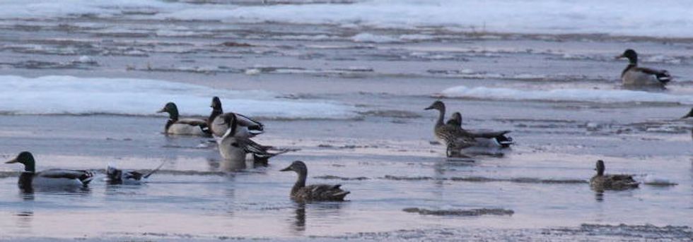 Plastic hurting Canada’s loons, ducks and geese.