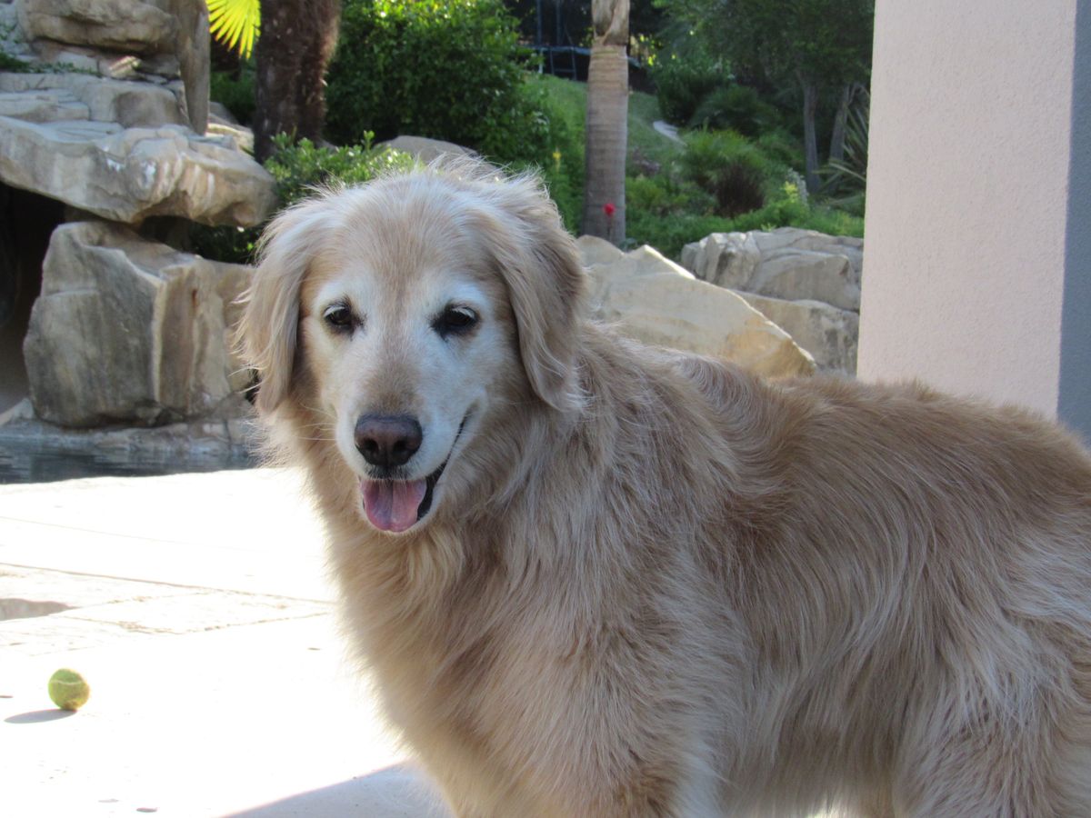 To The Dog Who Changed My Life