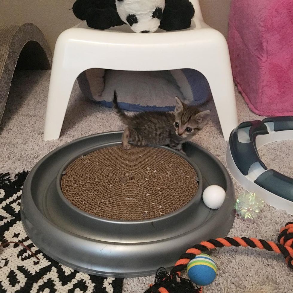 Miracle Kitten Half The Size of a Normal Cat is Determined to Live and ...