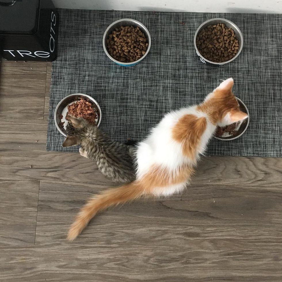 Miracle Kitten Half The Size of a Normal Cat is Determined to Live and ...