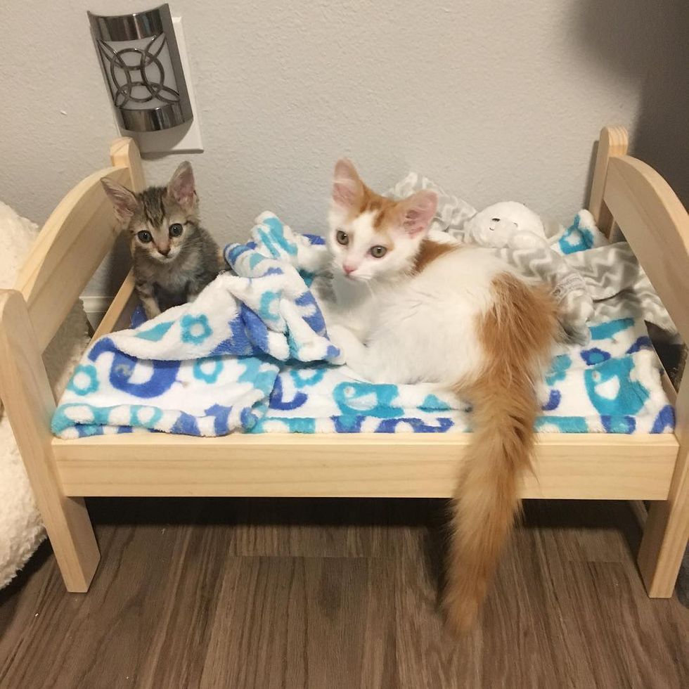 Miracle Kitten Half The Size of a Normal Cat is Determined to Live and ...