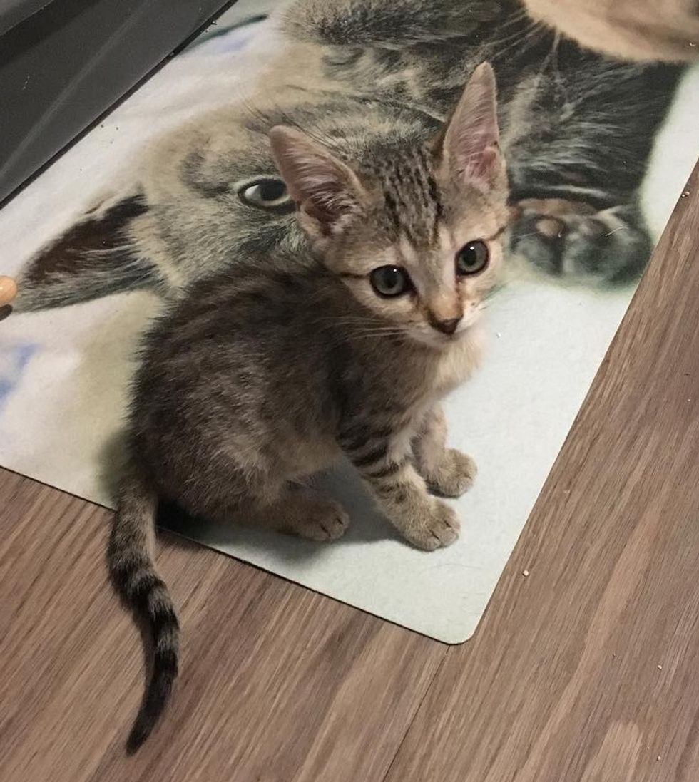 Miracle Kitten Half The Size of a Normal Cat is Determined to Live and ...