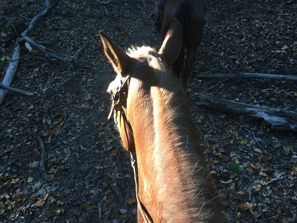 8 Disciplines Of Horse Riding You Need To Know If You Want To Ride