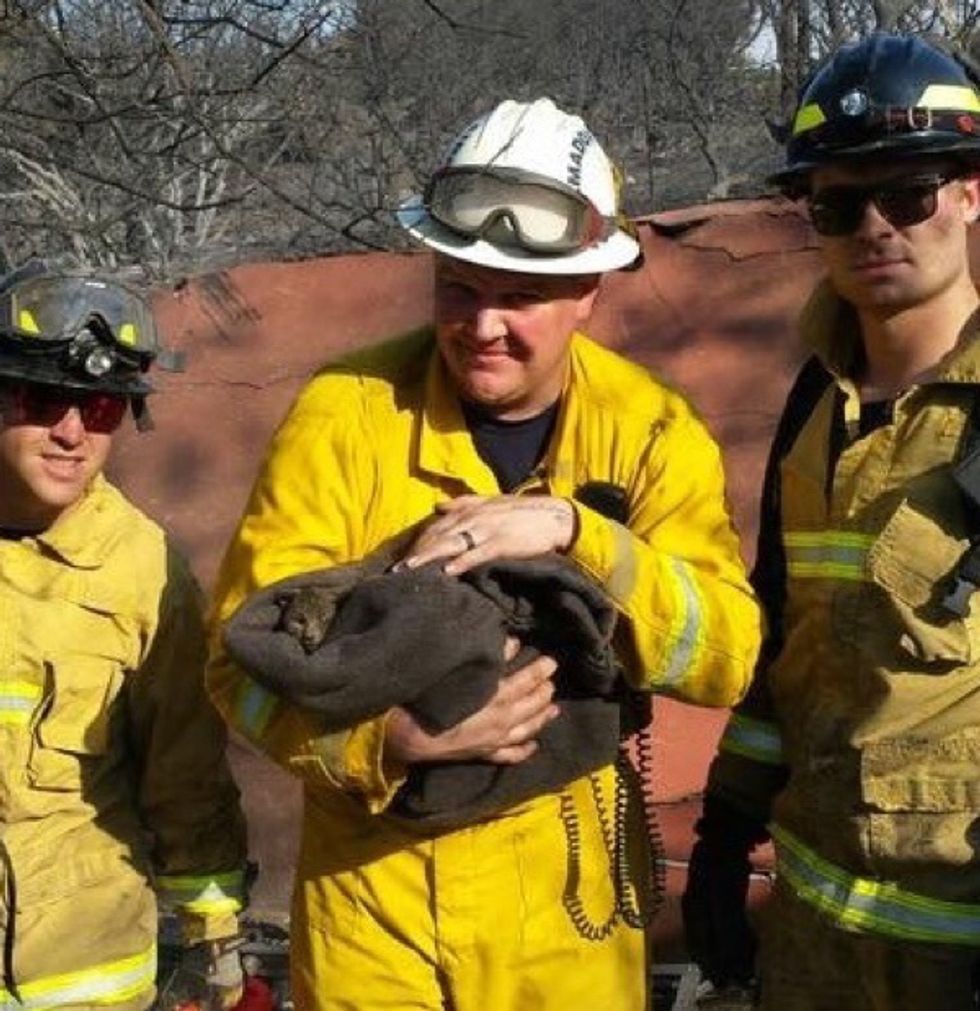 Kitten Survived Massive Wildfire is Spotted on Burnt Hillside — Fire ...