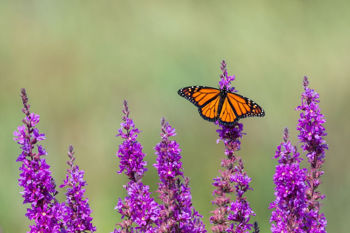 How The Butterfly Symbolizes Immigrants