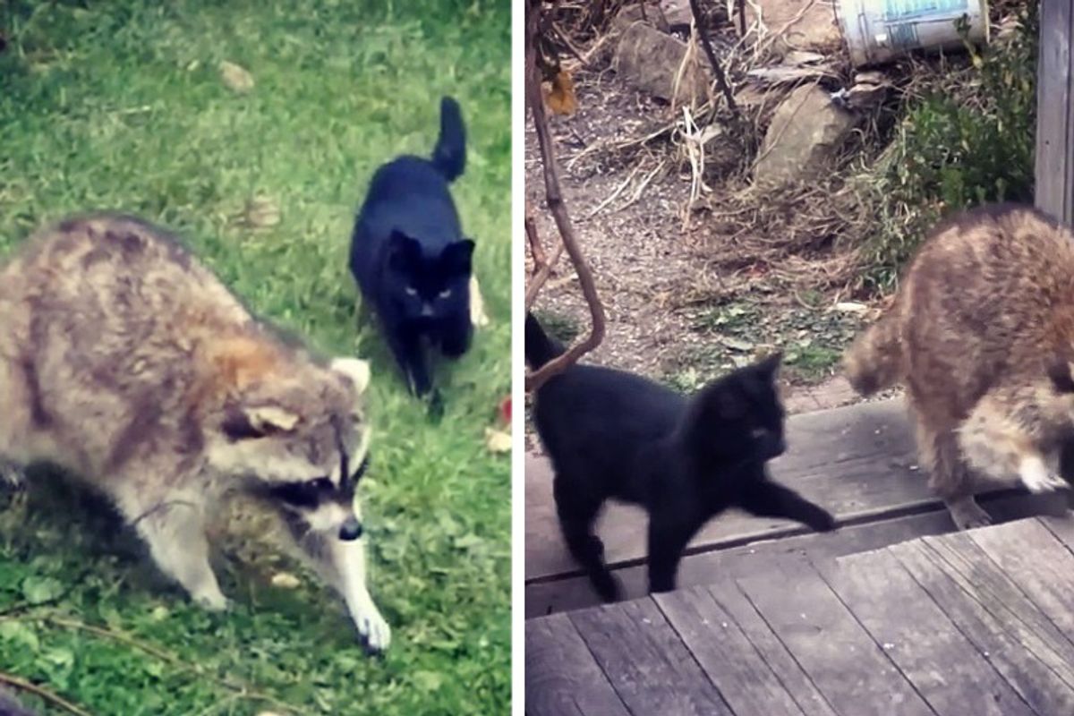 Blind Raccoon Brought Kittens to His Human Friend and Saved Their Lives...