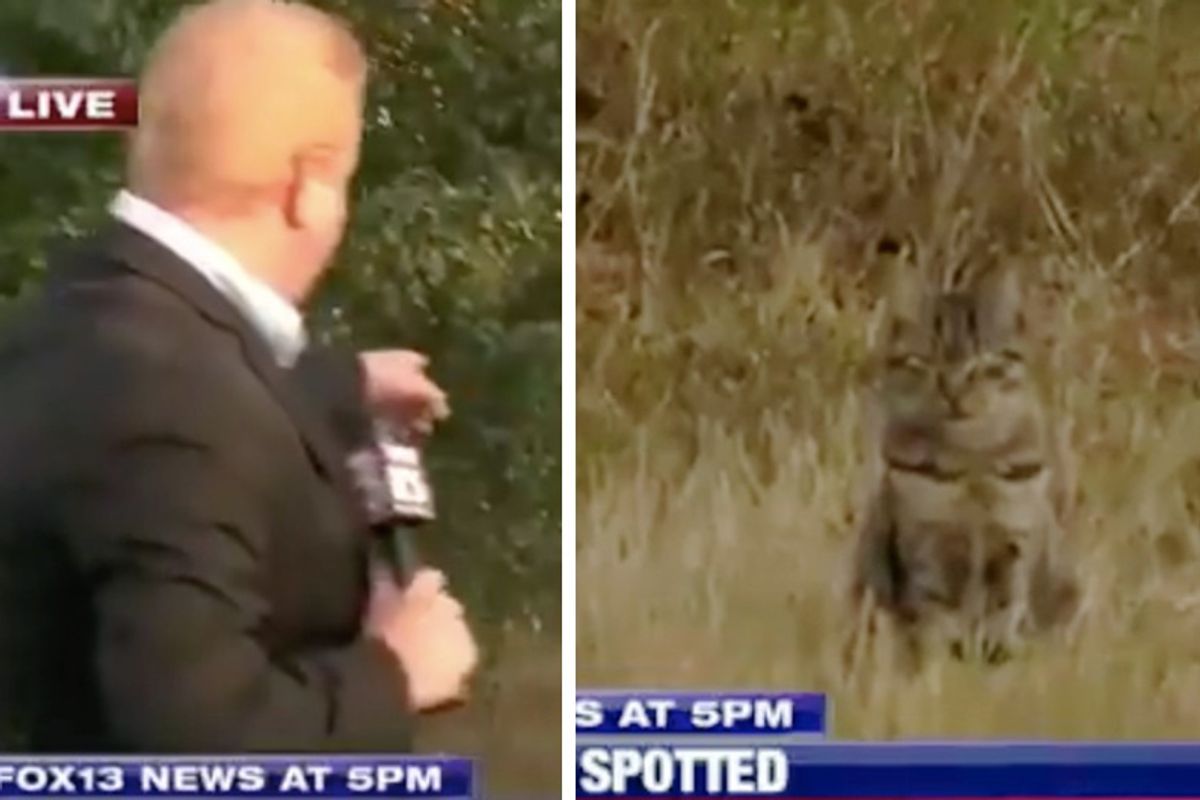 Tabby Cat Crashes Live News While Reporter Investigates Possible Cougar Spotting...