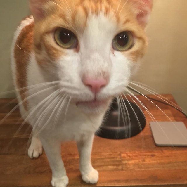 meow match after oasis
