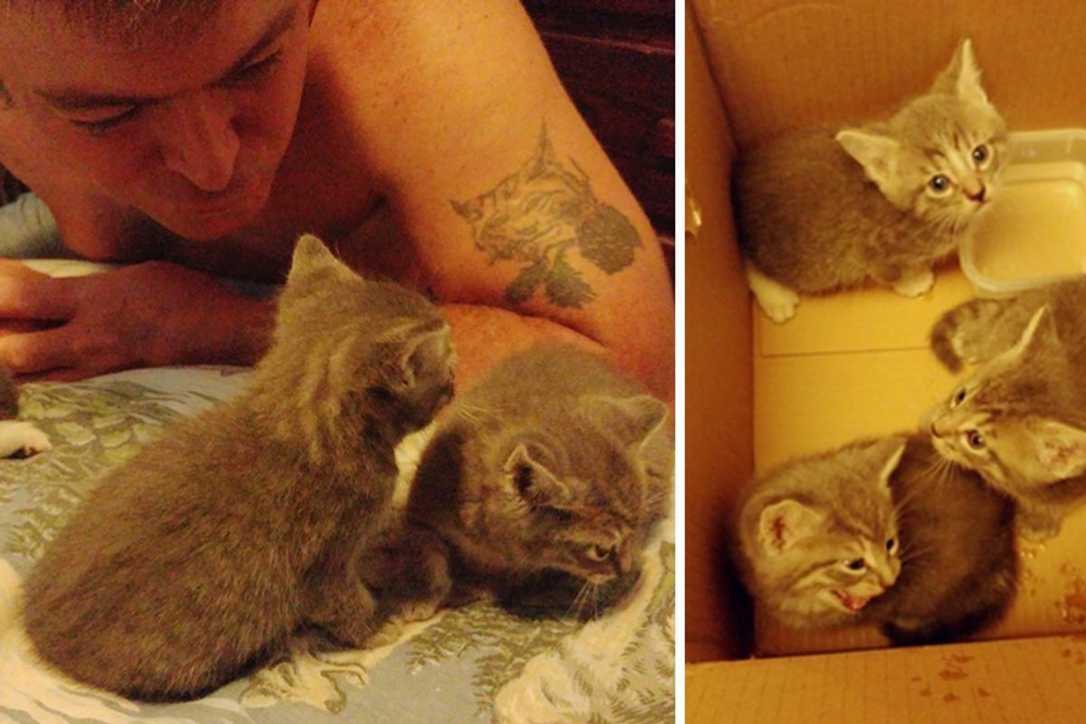 Cat Brought Her Kittens to Disabled Veteran and Asked Him to Look After Them...