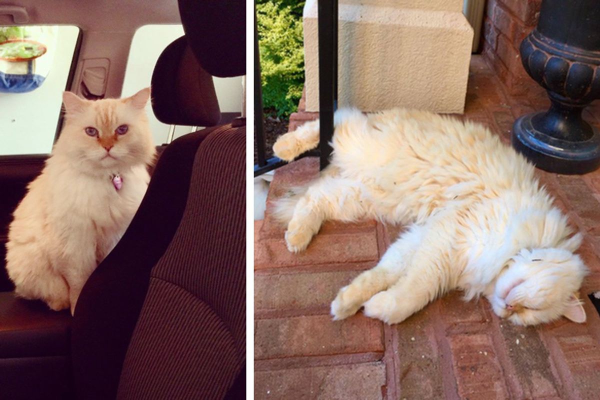 Neighbor's Cat Starts Visiting Family Nearly Every Day After They Lost Their Beloved Cat..