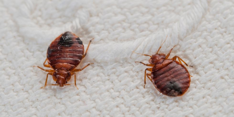There May Be Bed Bugs Lurking In Your Hotel Room, Here's How to Get Rid of Your Uninvited Guests